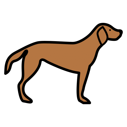 Cachorro
